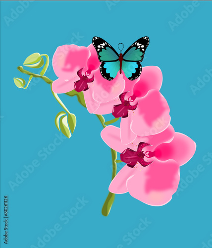 Orquídeas 