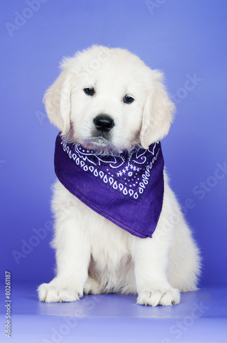 adorable puppy in a bandana