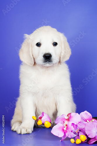 golden retriever puppy on violet background
