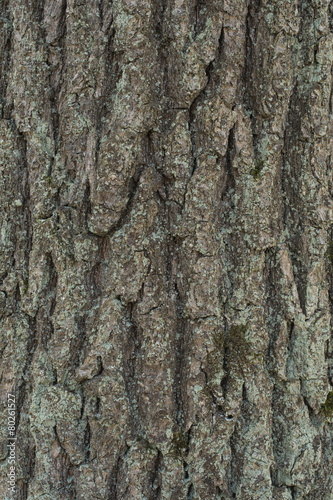 Fototapeta Naklejka Na Ścianę i Meble -  Oak tree bark