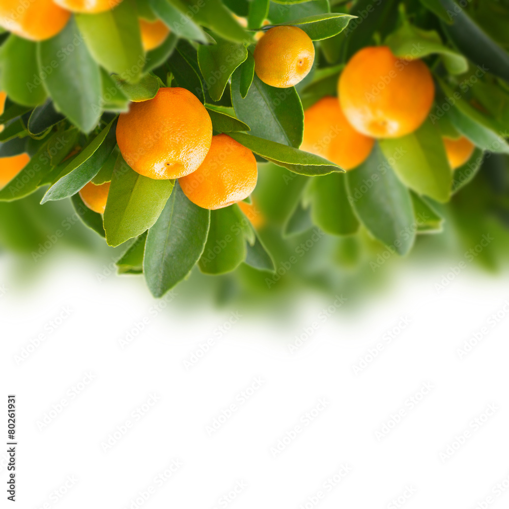 Tangerine tree Tangerine tree