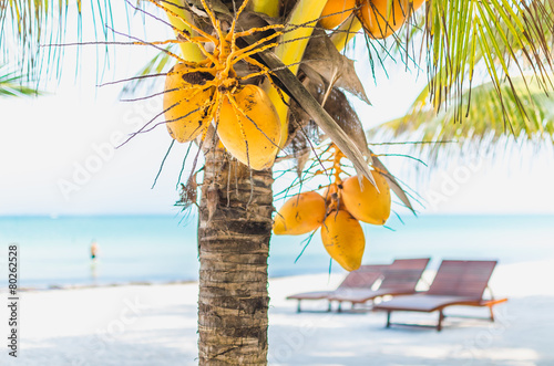 Coconuts on a palm tree against tropical white sandy beach photo