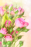 Flower roses background