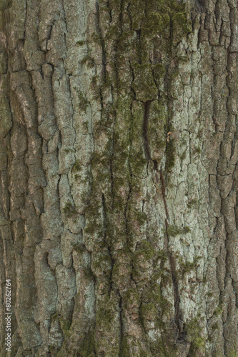 Fototapeta Naklejka Na Ścianę i Meble -  Oak tree bark