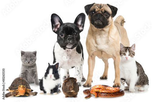 Fototapeta Naklejka Na Ścianę i Meble -  Haustiere - Pets