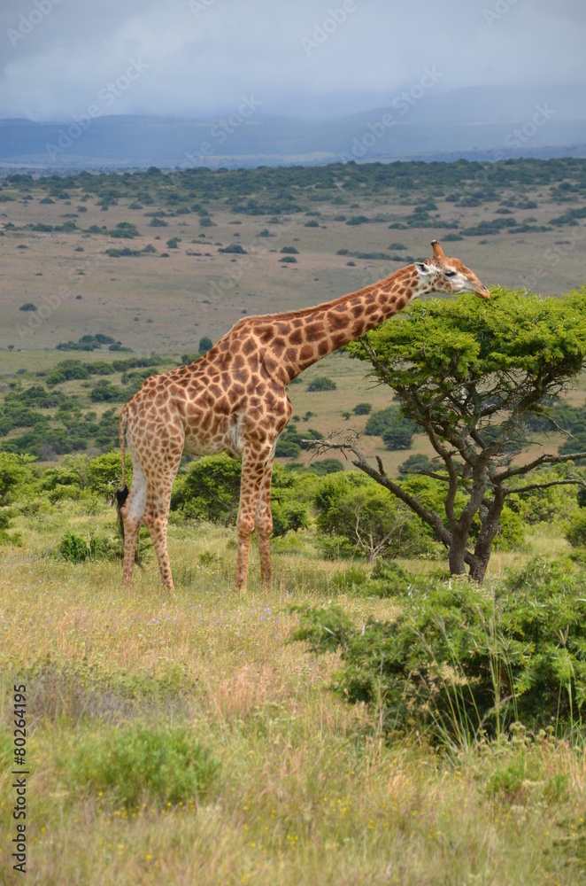 Obraz premium Giraffe