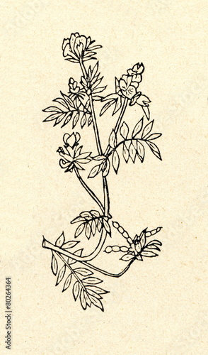 Pink serradella (Ornithopus sativus) photo