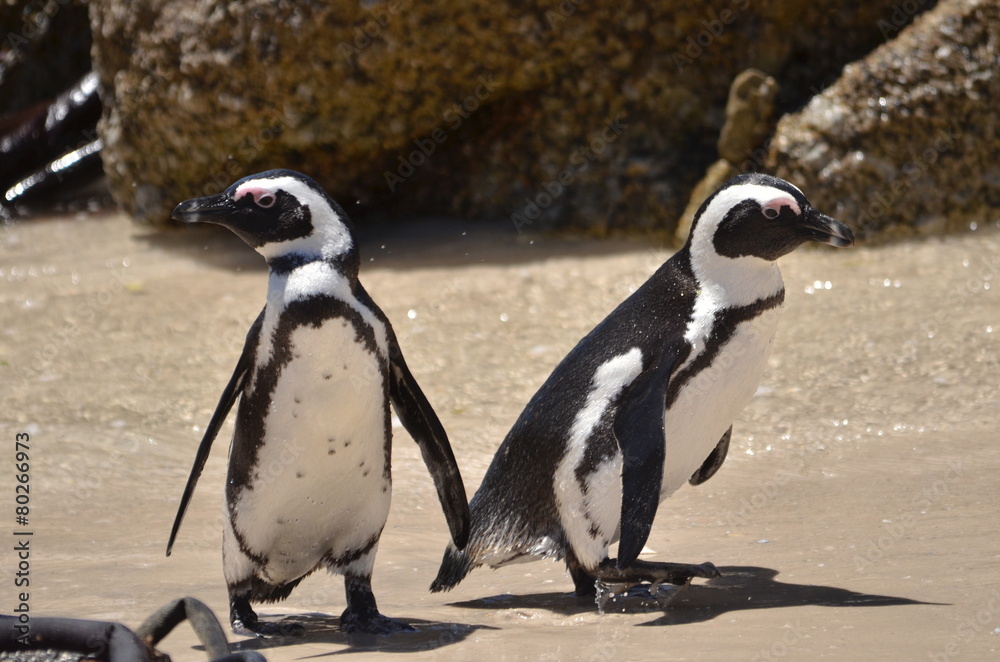 Fototapeta premium Pinguin