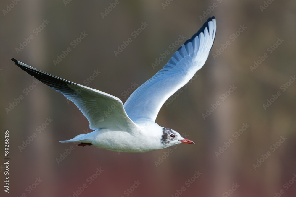 Obraz premium Black-headed gull - Chroicocephalus ridibundus