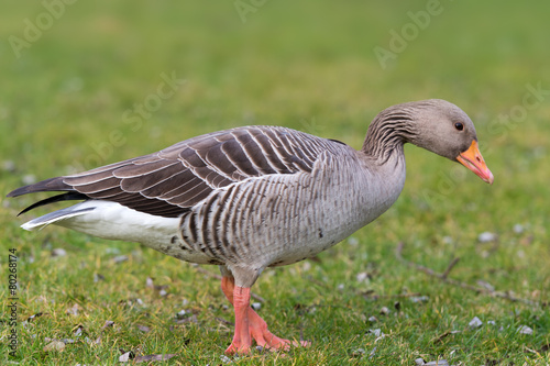 greylag goose - Anser anser