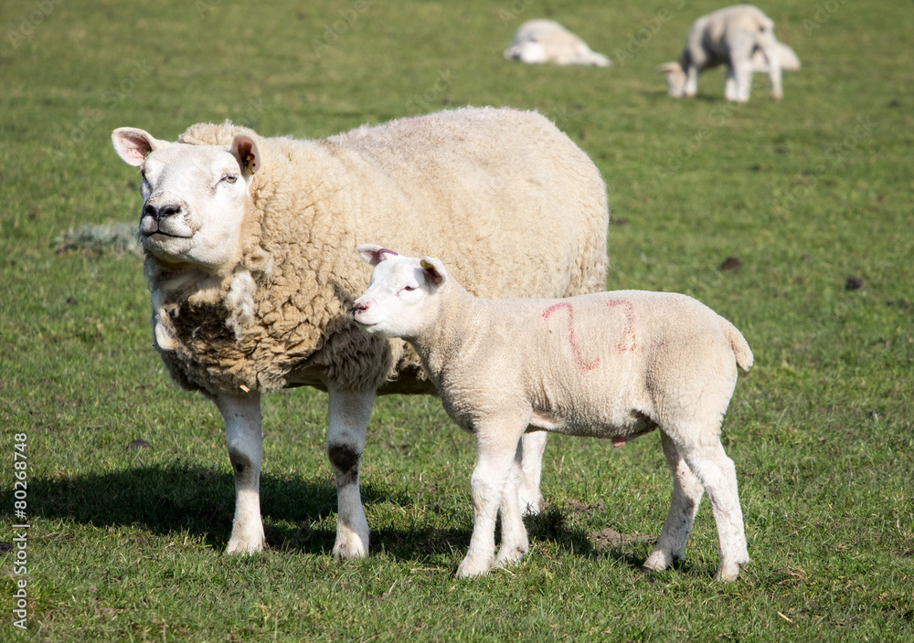 Obraz premium Ewe and Lamb, Holmfirth , West Yorkshire