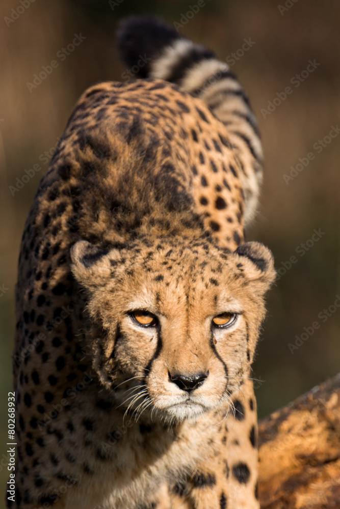 cheetah - Acinonyx jubatus