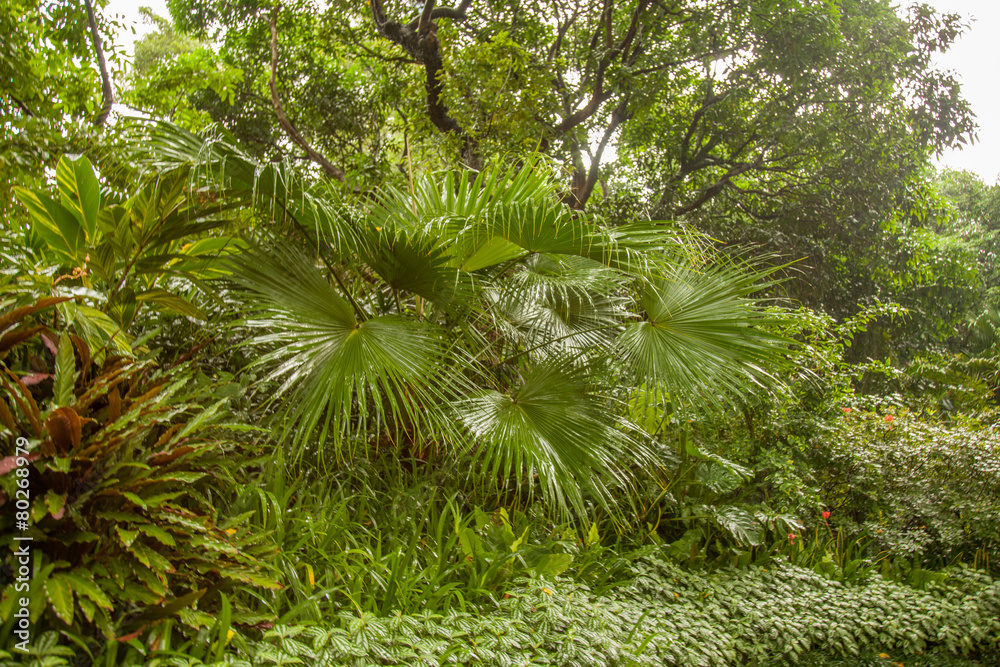 Obraz premium Hongkong Garten