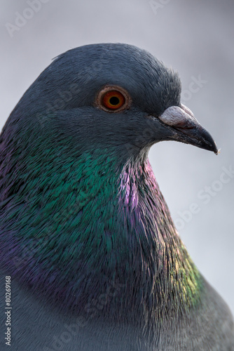 pigeon - Columba livia