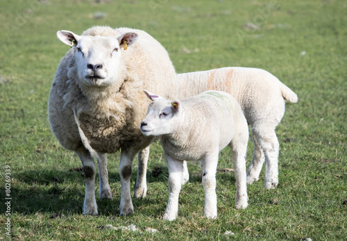 Ewe and Lamb, Holmfirth , West Yorkshire