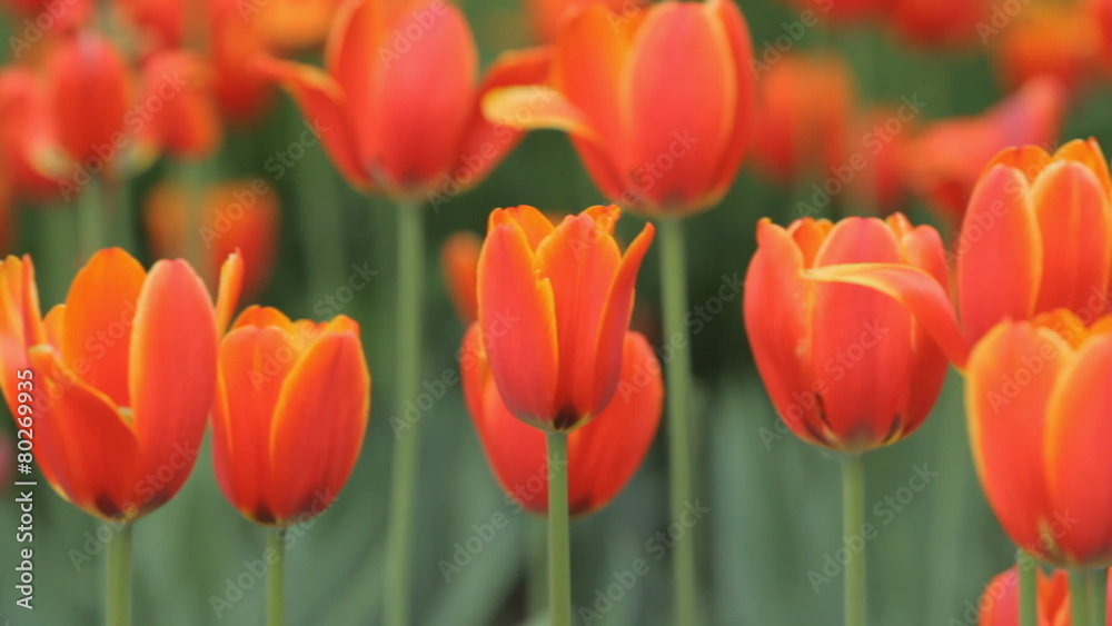 Botanical garden tulip flowers in spring Botanical garden tulip flowers in spring