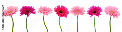 Obraz na plátně Pink gerber flowers isolated.