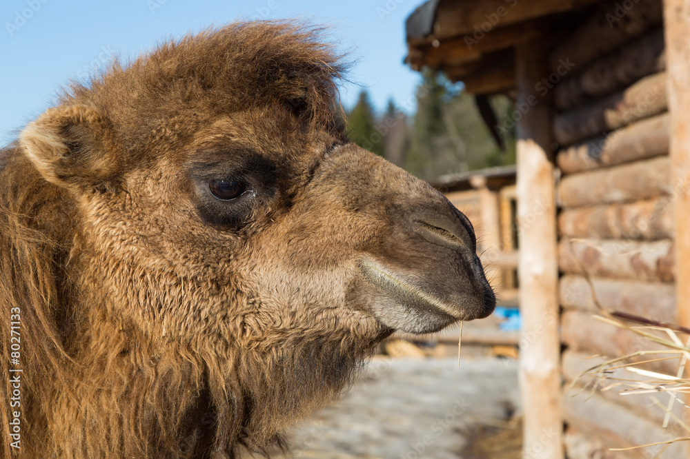 Fototapeta premium The camel on a farmstead eats a grass