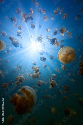 Fototapeta Naklejka Na Ścianę i Meble -  Jellyfish Lake