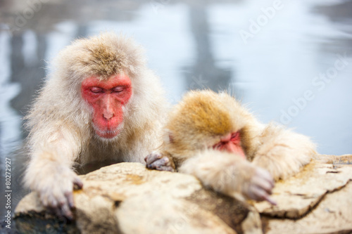 Snow Monkeys