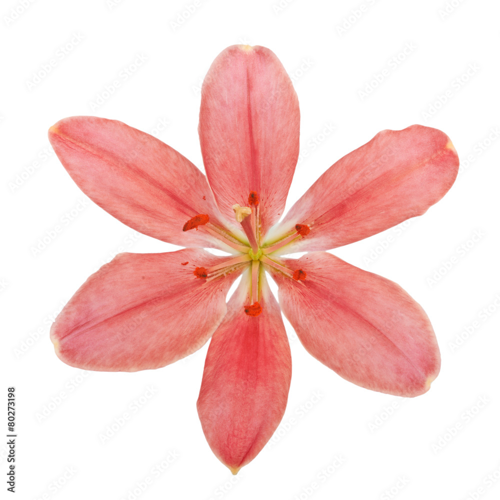 Lily flower isolated on white background