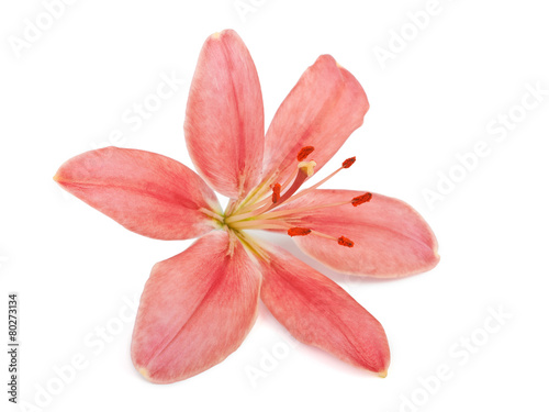 Lily flower isolated on white background