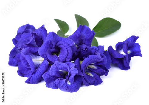 Butterfly Pea flower isolated on white background