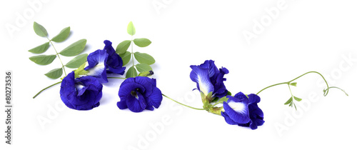 Butterfly Pea flower isolated on white background photo