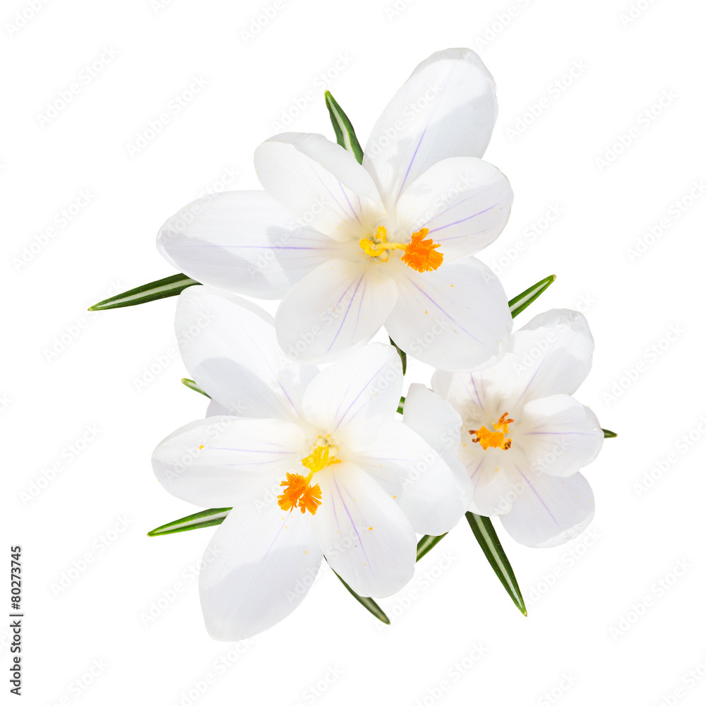 Spring blooming fragile crocus white flowers isolated