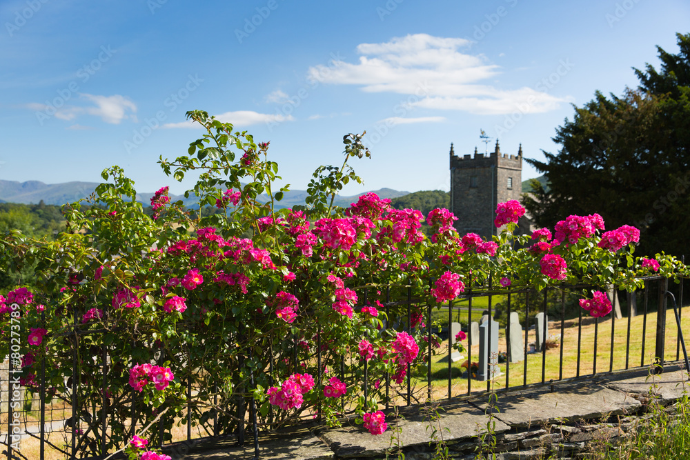 Beautiful pink roses climbing on fence and church summer