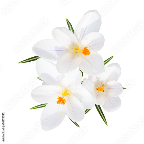 Spring blooming fragile crocus white flowers isolated © servickuz