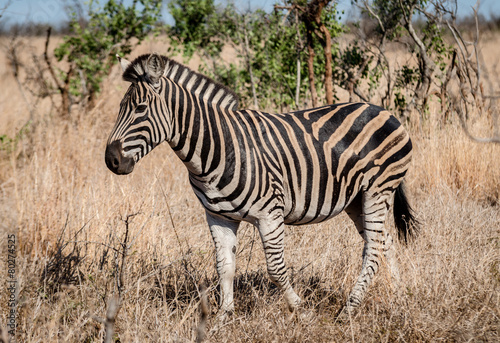 Zebra