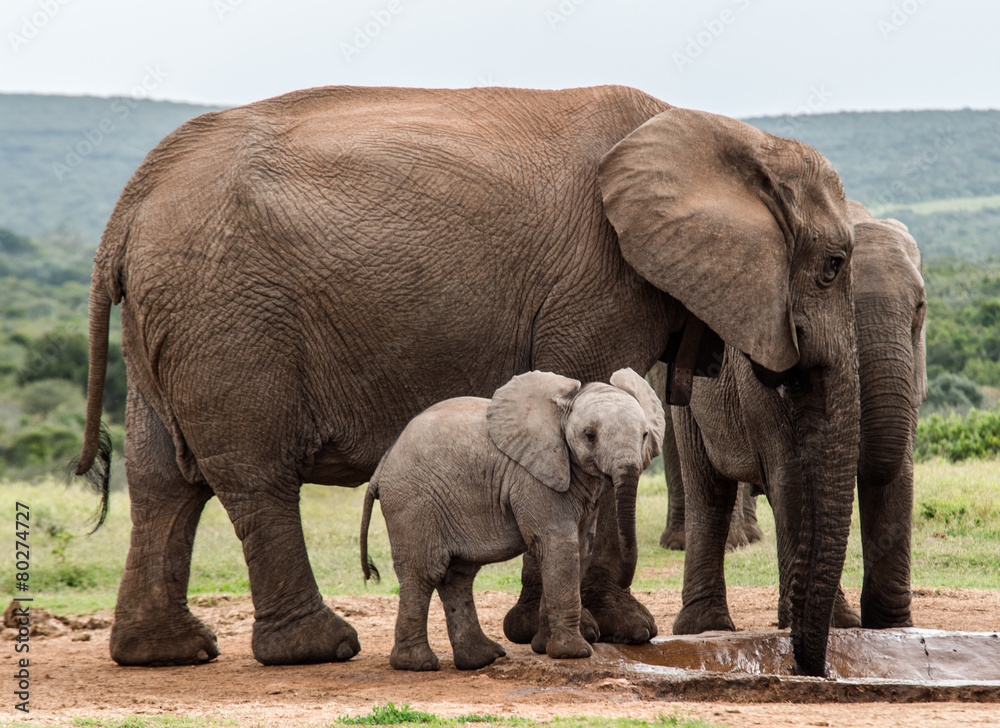 Fototapeta premium Elefant