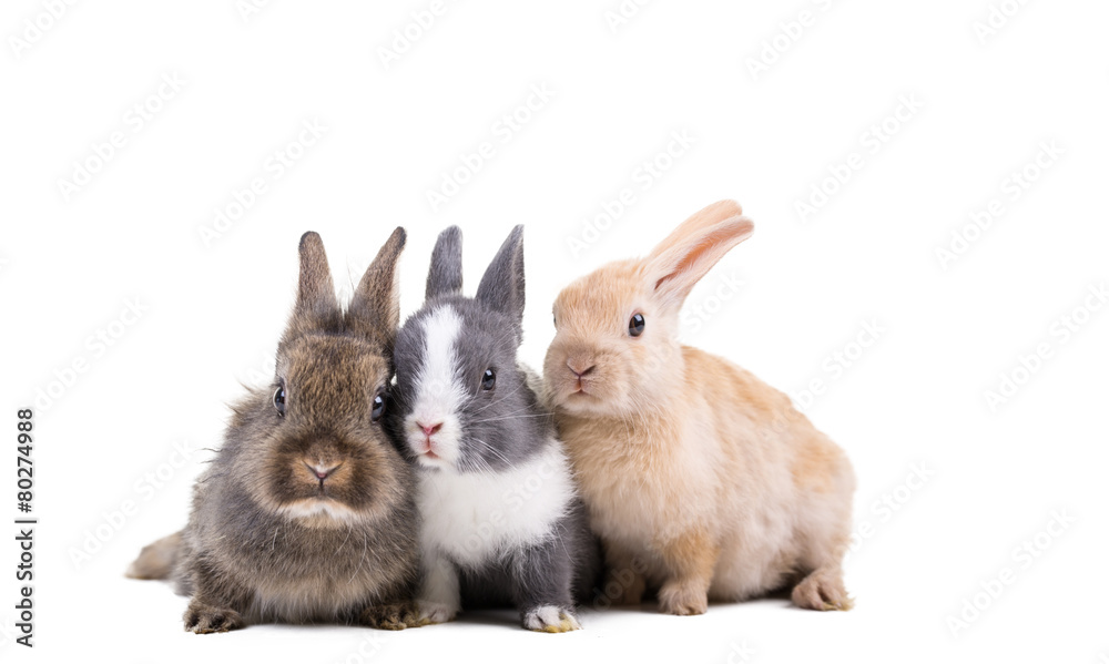 Fototapeta premium Tiere Freisteller Hasen