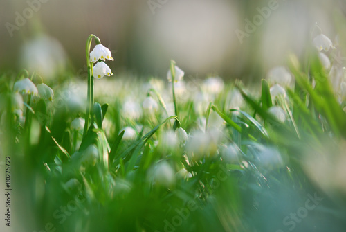 Early spring snowflake wild flowers photo