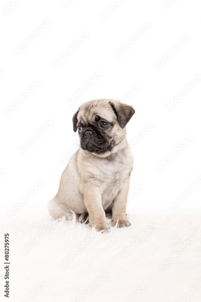 Obraz premium Mops Welpe auf weiss sitzend