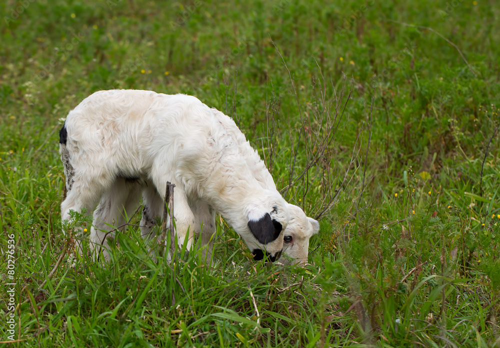 Fototapeta premium Kuzular