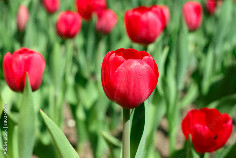 Red tulips in the garden