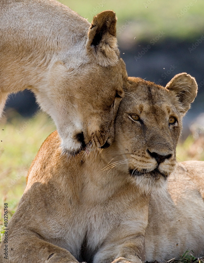 Fototapeta premium Two lionesses rub against each other. Zambia.