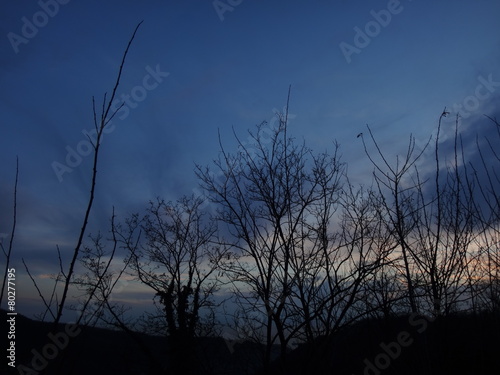 Силуэты деревьев на фоне позднего заката с синими оттенками © keleny