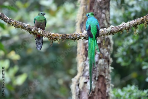 Obraz na plátne Male and female of resplendent quetzal