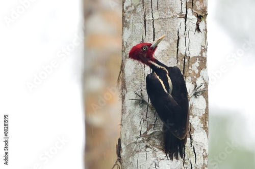 Pale-billed woodpecker
