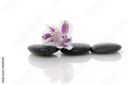 Beautiful orchid on three stone on white background