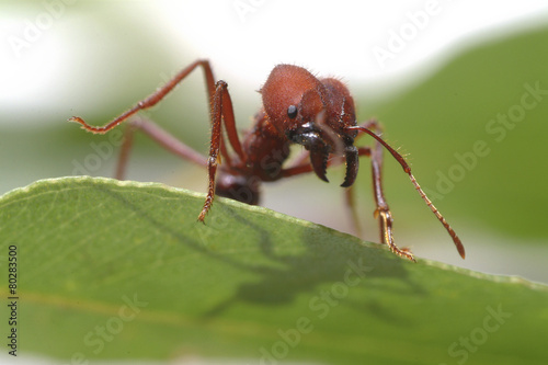 Large ants on green leaf. © szacchi