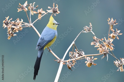 Long-tailed silky flycatcher photo