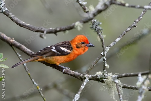 Flame-colored tanager