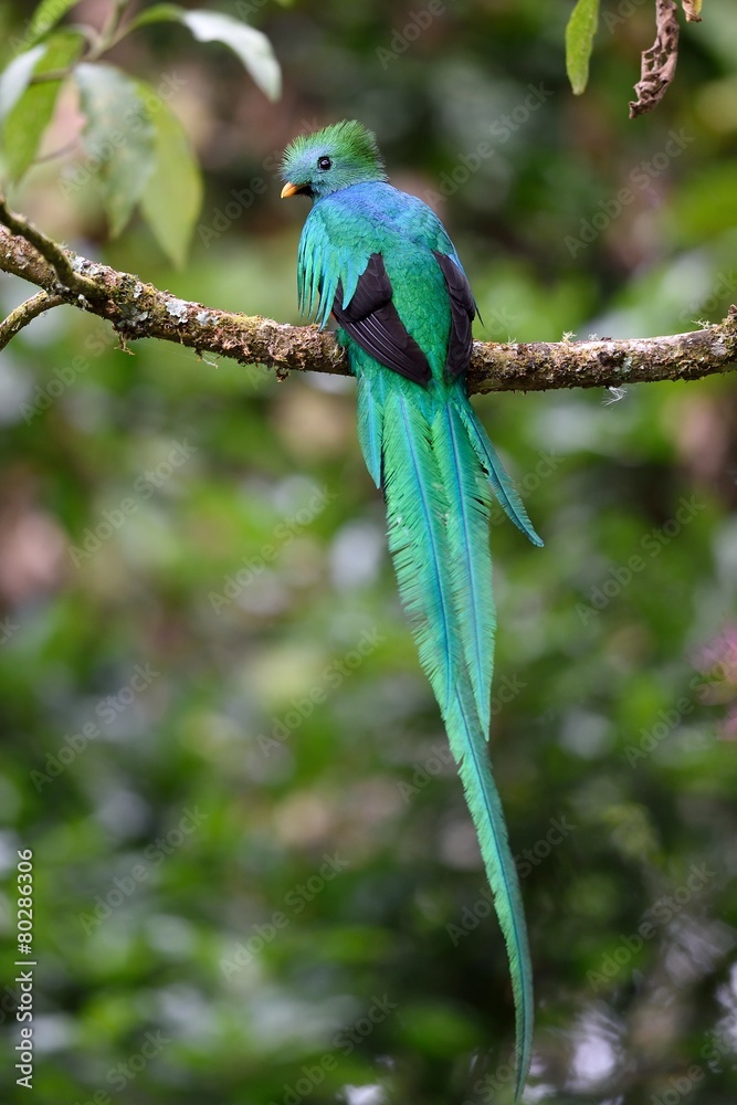 Fototapeta premium Male of resplendent quetzal resting
