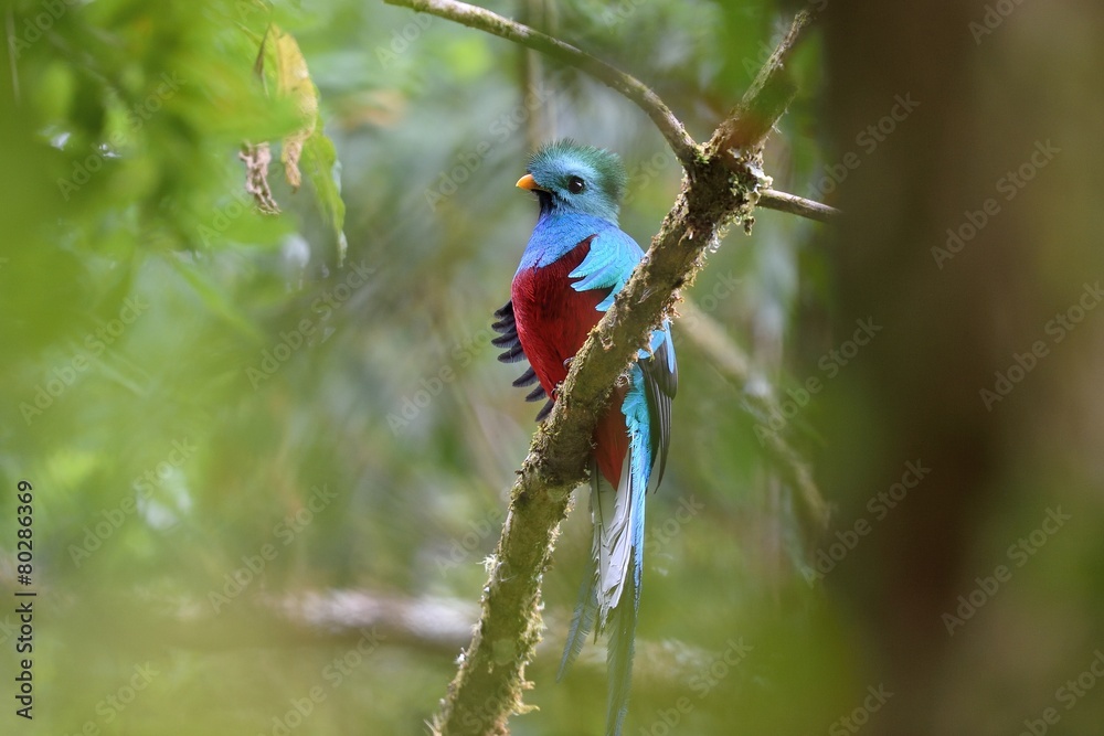 Obraz premium Hidden resplendent quetzal
