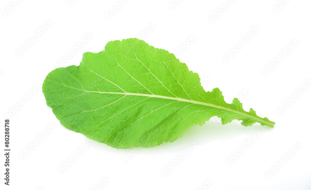 Fototapeta premium Lettuce leaves
