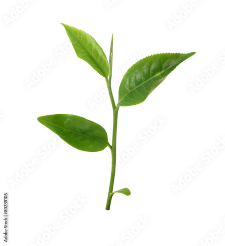 Wallpaper Mural Green tea leaf isolated on white background Torontodigital.ca